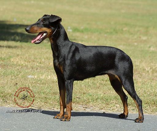Manchester Terrier 9R032D-094.JPG